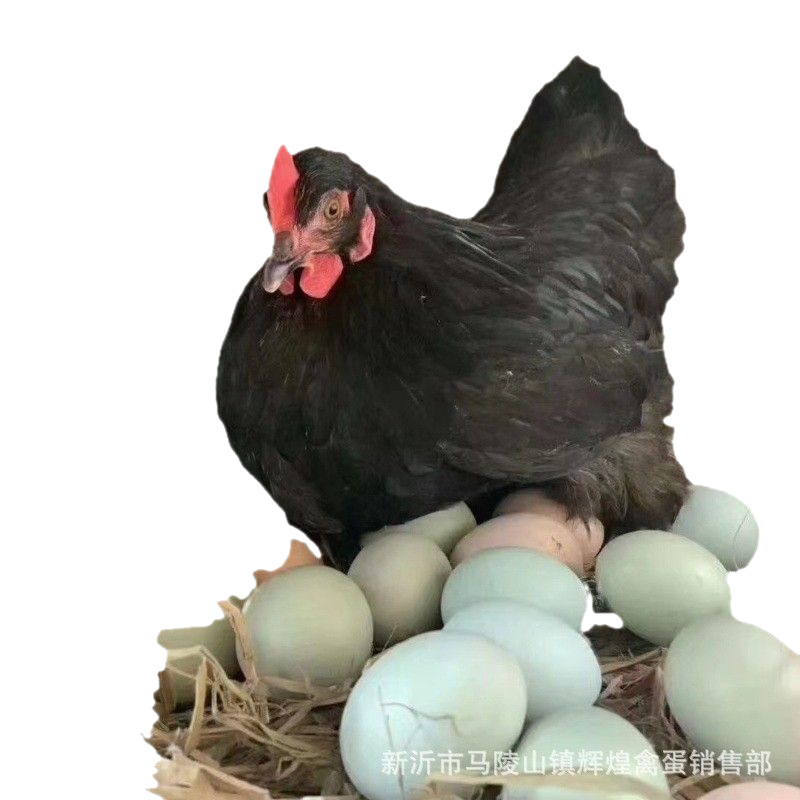 Large Wholesale of Fresh Green Shell Eggs, Green Shell Black Eggs, Green Shell Native Eggs, Green Shell Grass Eggs, Large Quantity and Excellent Price