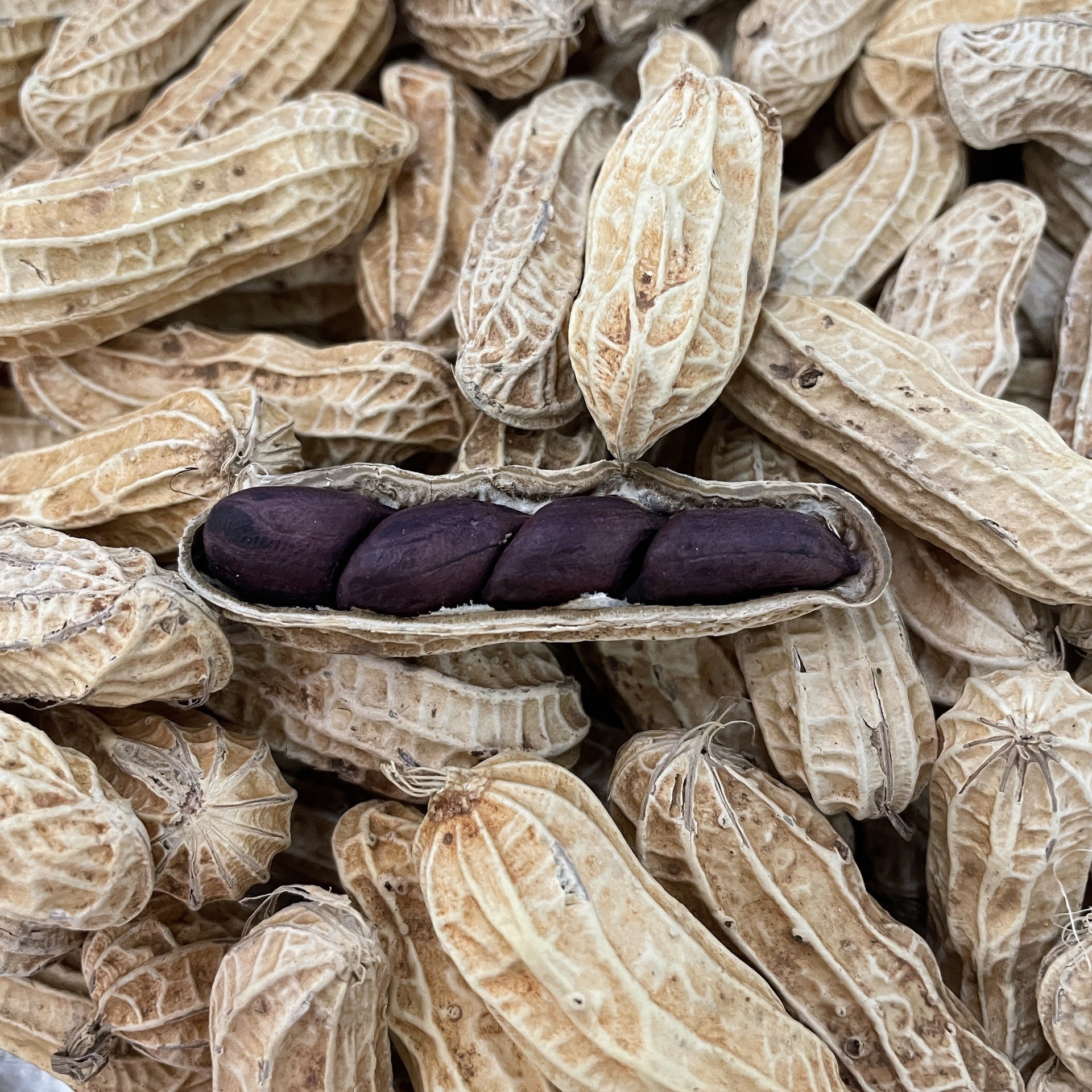 Yunnan Academy of Agricultural Sciences Selenium-Rich Black Peanuts in Shell 2025 New Fresh Original Black Peanuts Wholesale from the Place of Origin