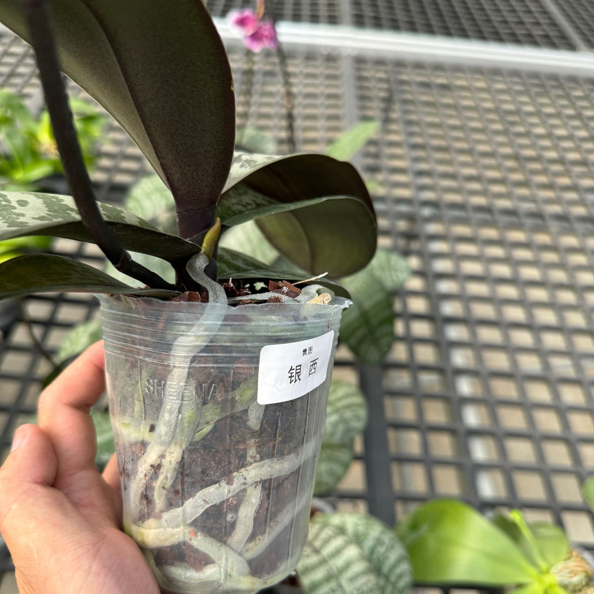 Rare and Interesting Phalaenopsis Seedlings, Fun Phalaenopsis Luther Division Phalaenopsis Seedlings, Beginner Native Practice Seedlings