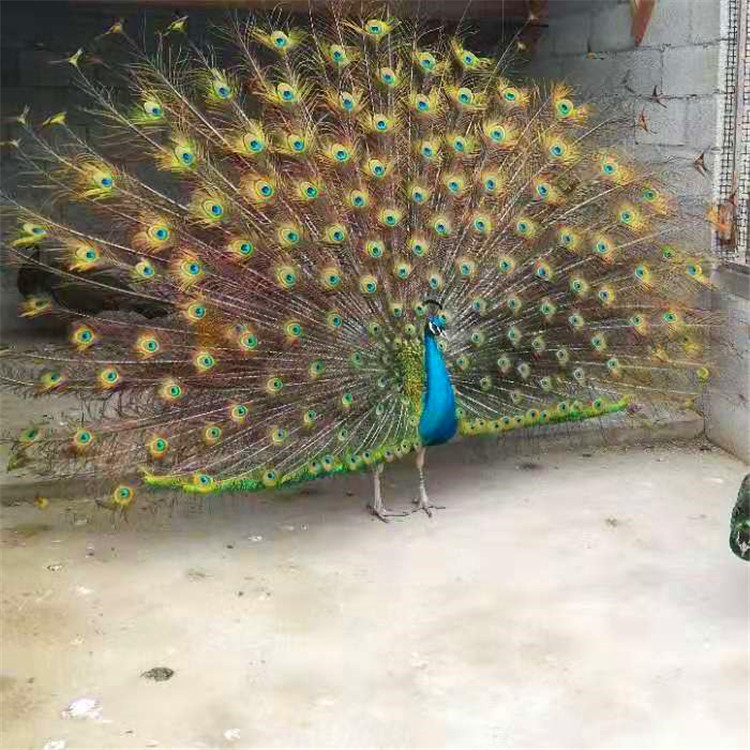 Peacock Breeding Base Breeds Its Own Peacock Seedlings, Blue Peacocks, Small Peacocks, Flower Peacocks, White Peacocks