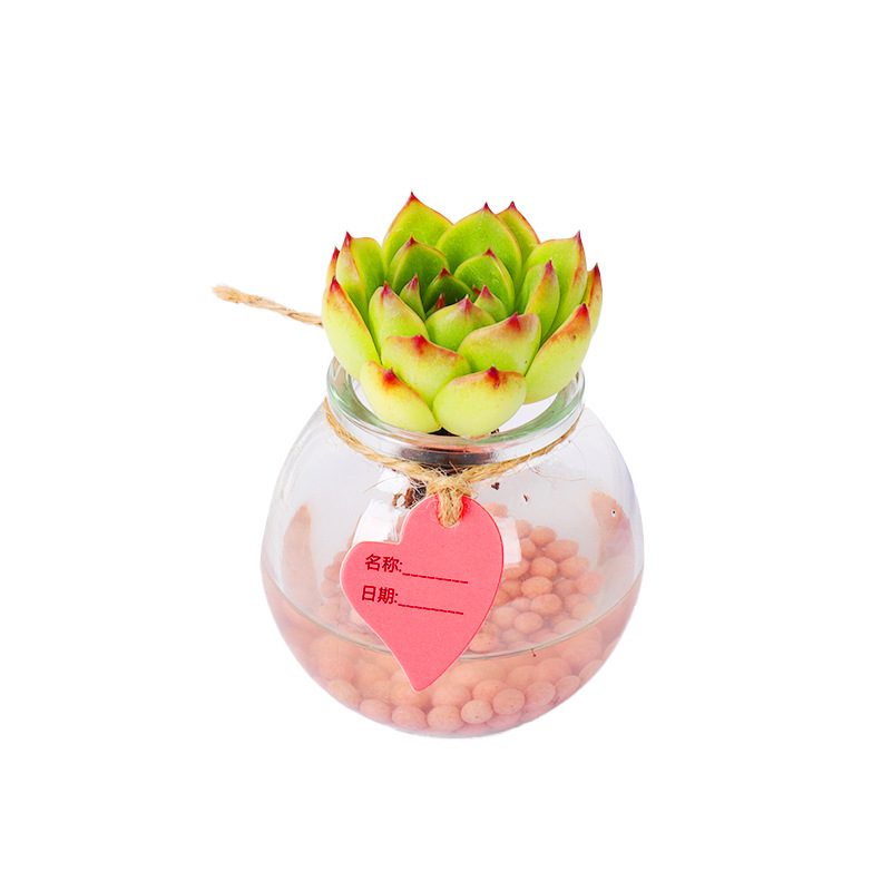 Hydroponic Succulent Plant Potted Desktop Bonsai Home Decoration Office Lazy Green Plant Novice Easy to Maintain