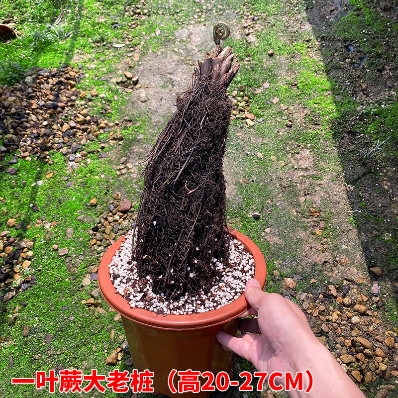 Internet Celebrity One-Leaf Fern Plant Ziqi Fern Potted Flower Bonsai Plant Indoor Old Pile Green Plant Ornaments Office