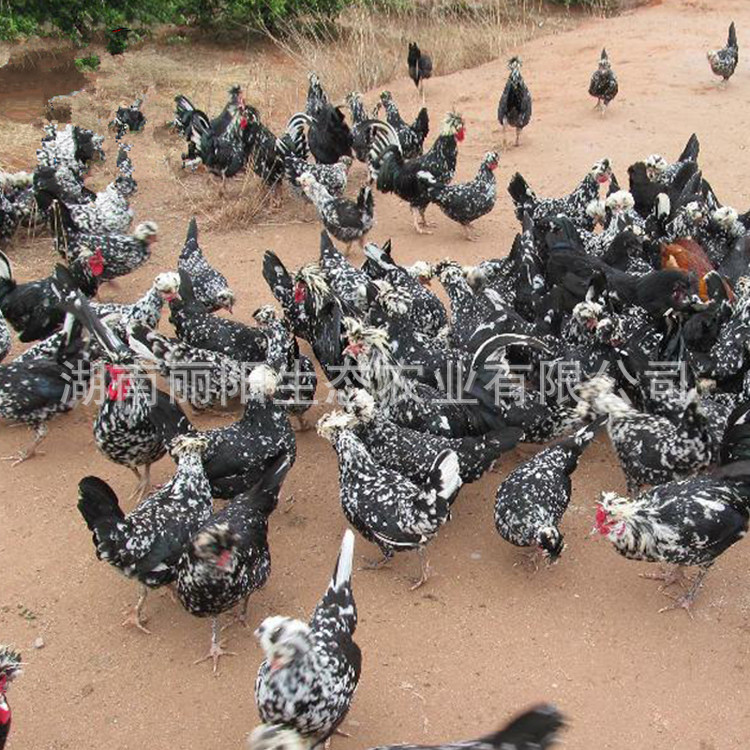 Live Chicken Seedlings Wholesale, Imperial Concubine Chicken Seedlings, and Queshan Chicken Seedlings Out of the Shell, Colorful Pheasant Seedlings, White Black Chicken, Green Shell Laying Hens