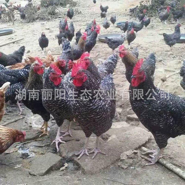 Black Reed Chicken Seedlings Wholesale from the Site, Live One-Day-Old Chicken Seedlings, and One-Month-Old Chicken Free-Range Chickens