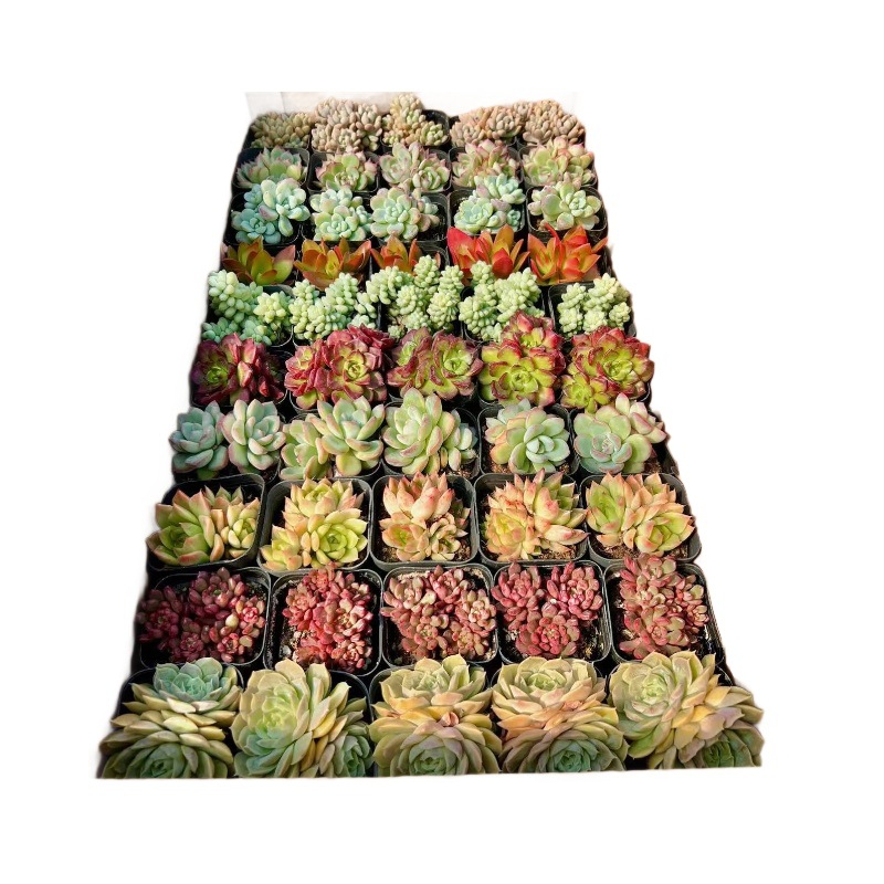Succulent Wholesale Succulent Plants with Pots Succulent Potted Plants with Pots Wholesale Balcony Succulent Plant Packages