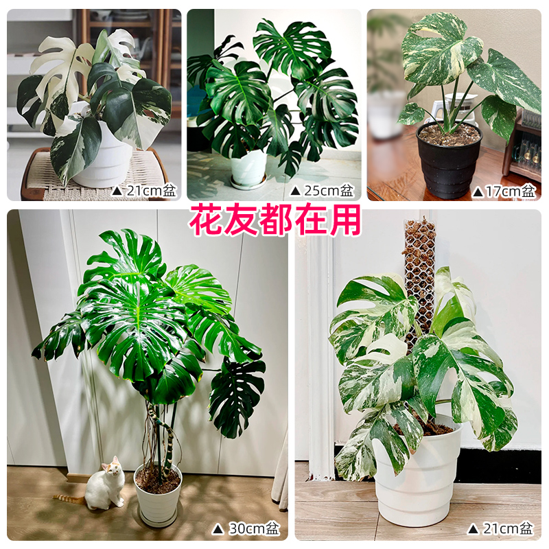 Large Monstera Plant Pot with Root Control, Breathable Resin Plastic, Nordic Simple Style, Keeps Golden Small