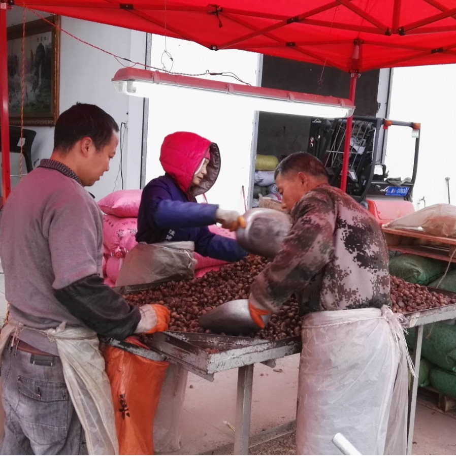 Wholesale Fresh Chestnuts for Roasting/Yunnan Sweet Chestnuts/Guangxi and Guizhou Raw Oil Chestnut Seeds, Large Chestnuts Freshly Picked and Roasted