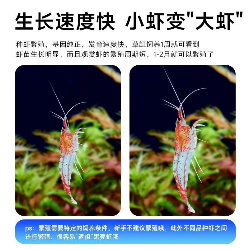 Tropical Ornamental Shrimp Freshwater Fresh Algae Removal Cleaning Tool Colorfulful Small Shrimp Black Shell Cherry Blossom Shrimp
