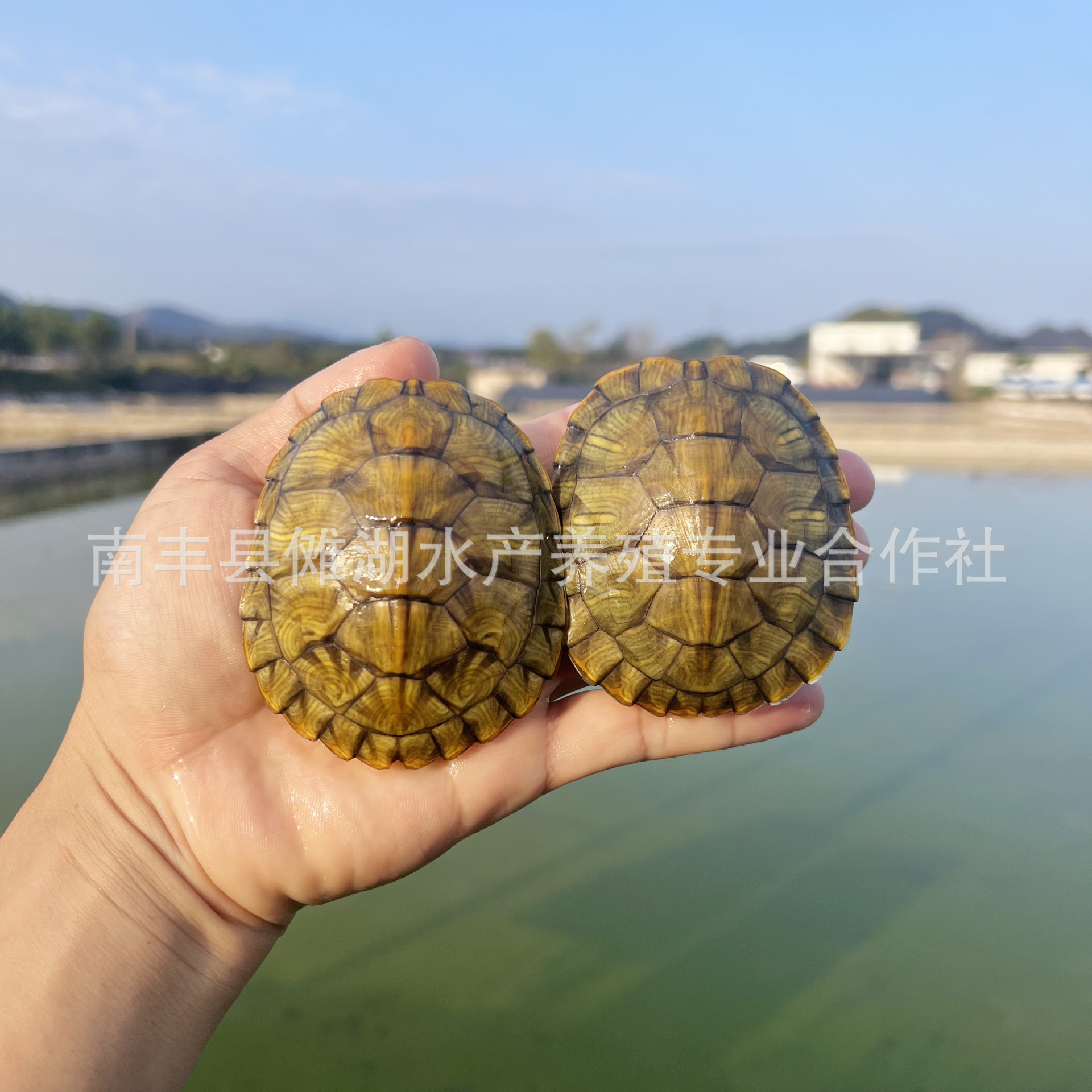 Brazilian tortoise pet tortoise Brazilian seedlings tortoise seedlings big Brazilian tortoise turtle stall colorful little tortoise live wholesale