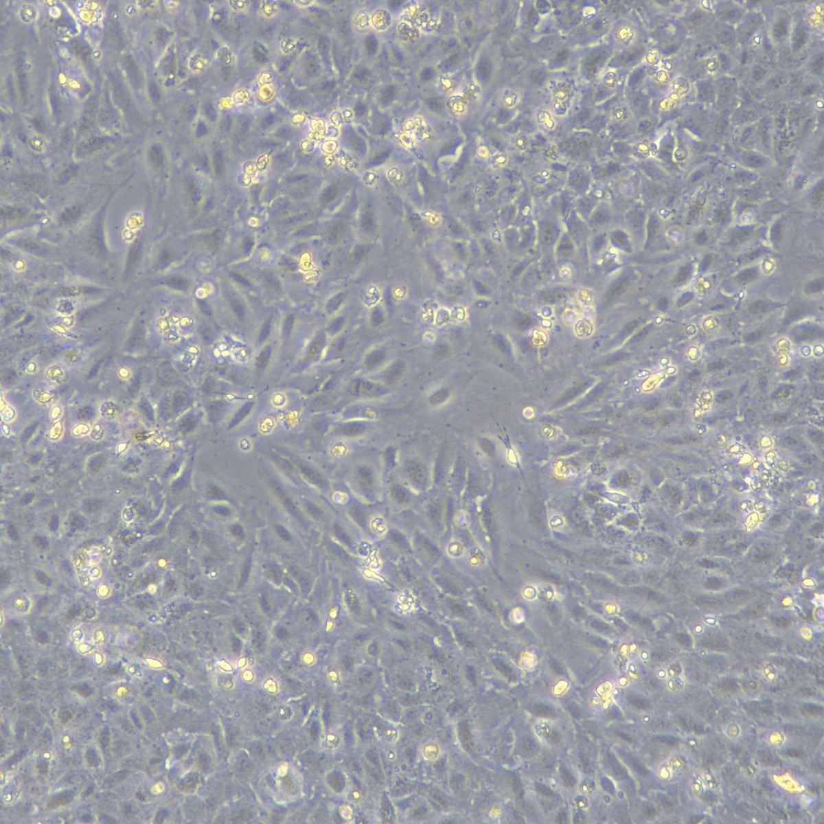 Meisen Ctcc Human Liver Cancer Cells Snu886