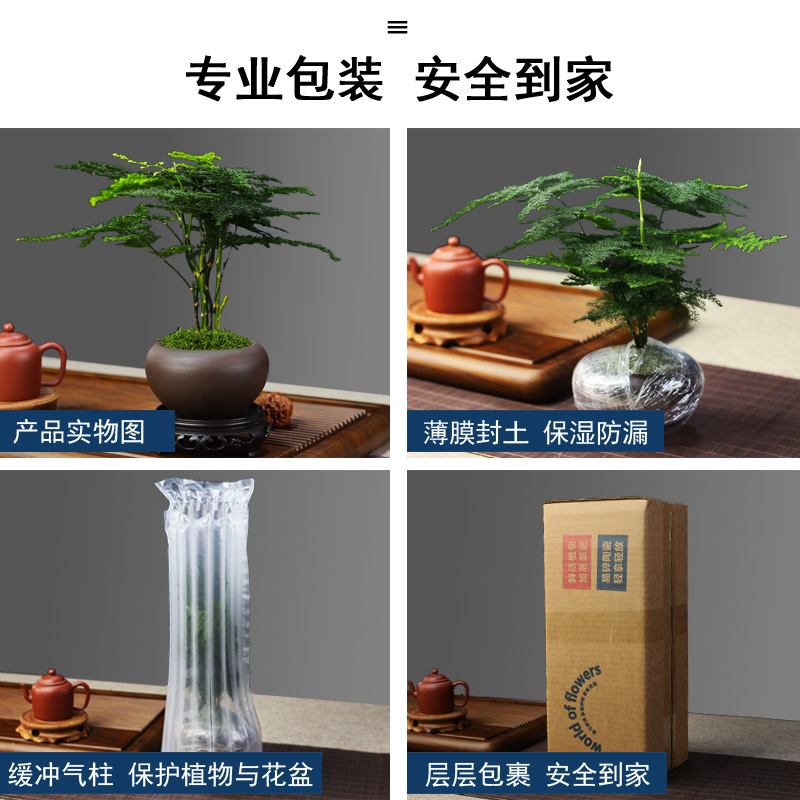 Flame Nandina Potted Foliage Small Bonsai Easy to Maintain and Live Cold-Resistant Green Plants Study Tea Table Zen Micro Landscape