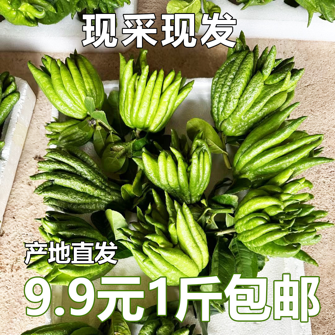 [Домашний бергамот] Свежие фрукты для Будды. Ломтики бергамота, сушеные на солнце, для чая