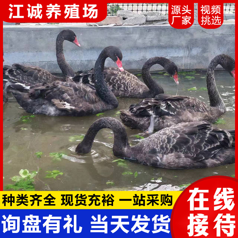 The Farm Sells and Rents Adult Black Swans. How Much Does a Pair of Live Black Swans Cost? the Price of Black Swans That Have Just Been Removed from the Warm Water?