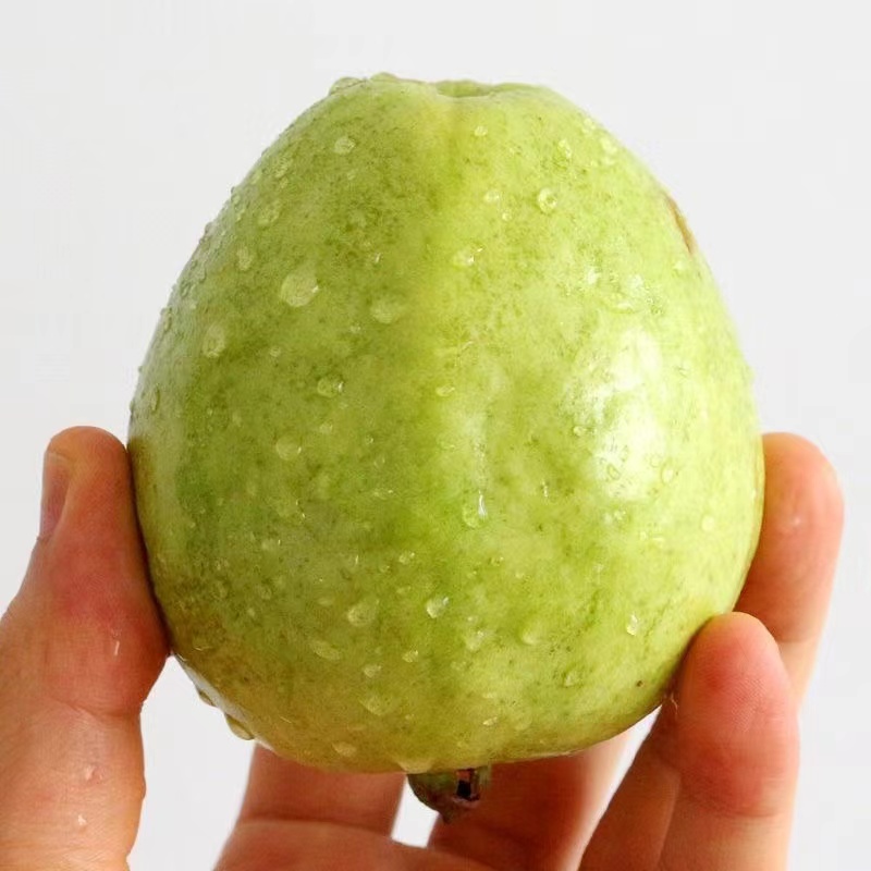 White-Heart Cream Guava, Guangxi Large Fruit Guava, Fresh Seasonal Fruit, Leisurely Guava, Soft and Glutinous, Direct from the Place of Origin