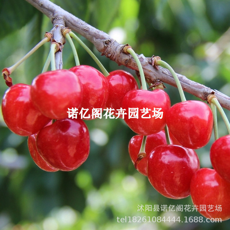 Cherry Seedlings Grafted with Southern New Varieties Hongfei Cherry Agate Red Cherry Saplings Cherry Fruit Saplings of the Year