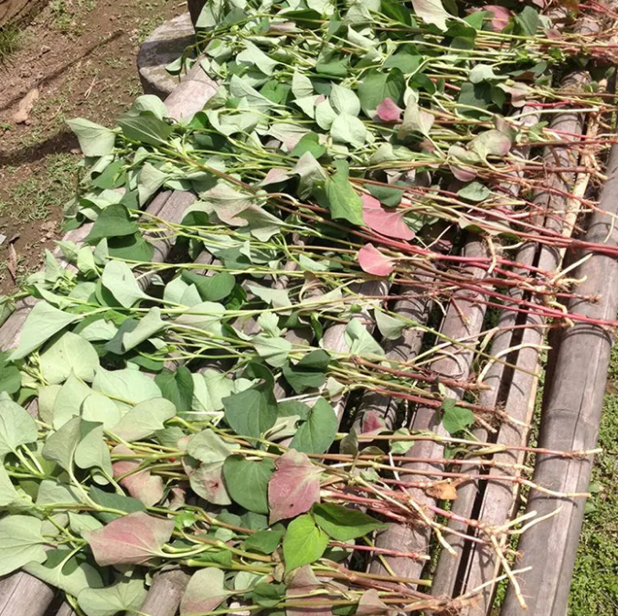 [Kangyuan] Wholesale Chinese Herbal Medicine Houttuynia Kilogram Price Natural High-Quality Houttuynia Medicinal Cultured Can Be