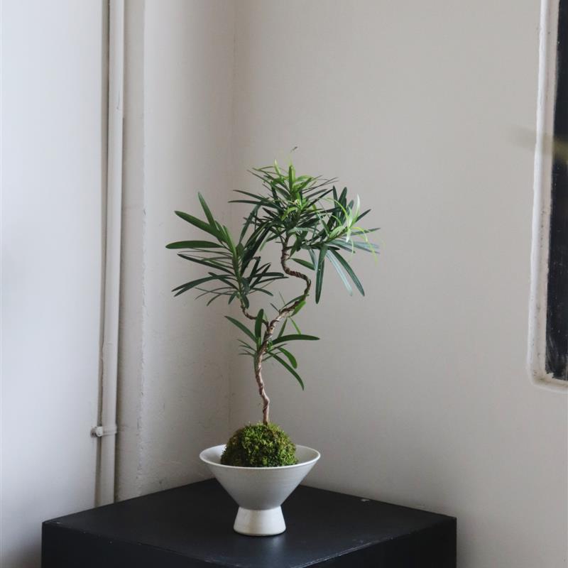 Sota Plant Moss Ball Potted Plant Top Ten Benefits Japanese Tea Table Bathroom Micro Bonsai Lazy Desktop Green Plant