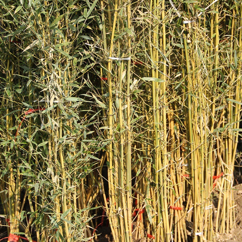 Bamboo Seedlings, Garden Plants, Purple Bamboo, Gold Inlaid Jade Arhat Bamboo, Northern Cold-Resistant, Evergreen, Large-Scale Ground-Planted Green Bamboo Seedlings