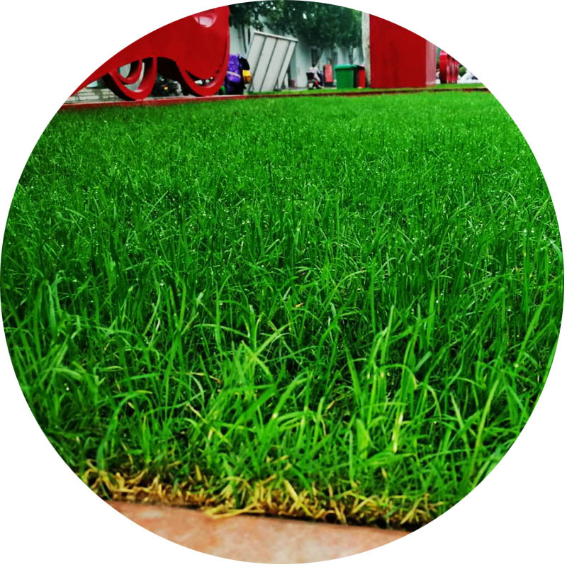 Cold-Resistant Dwarf Four-Season Green Lawn Grass Seeds Perennial Ryegrass Bermuda Dog ​​Tooth Net Seed Mixed Grass Seeds