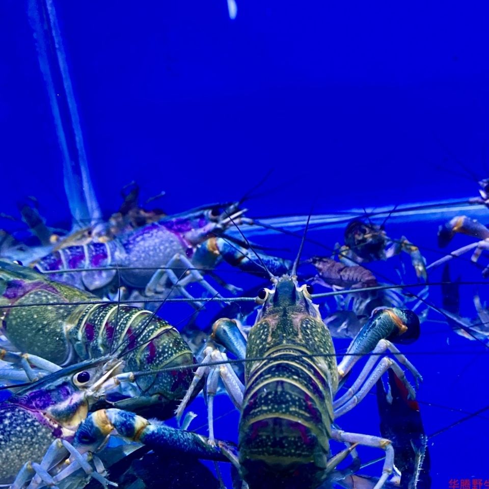 Australian Crayfish, Fresh Ornamental Freshwater Shrimp, Large Ferocious Crayfish, Cold Water Resistant Pet Shrimp, Sky Blue Magic Shrimp