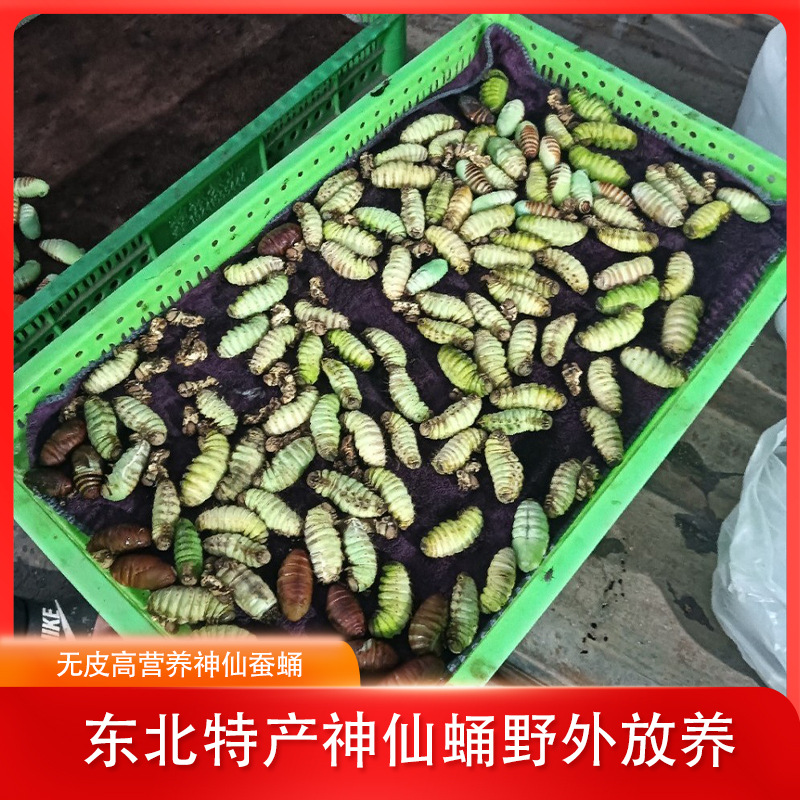 Корм для гусениц восточной специальности, дикие, без кожи, высокопитательные гусеницы