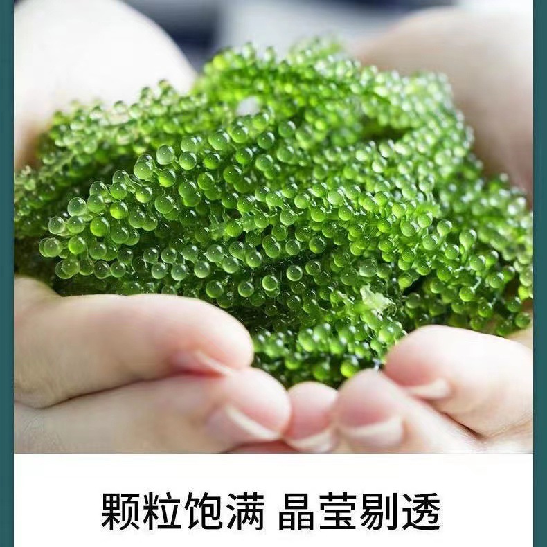 Salted Sea Grapes 100g Kelp Shreds Ready-To-Eat Longevity Vegetables Seaweed Vegetables Seaweed Wakame Sushi Green Fish Wholesale