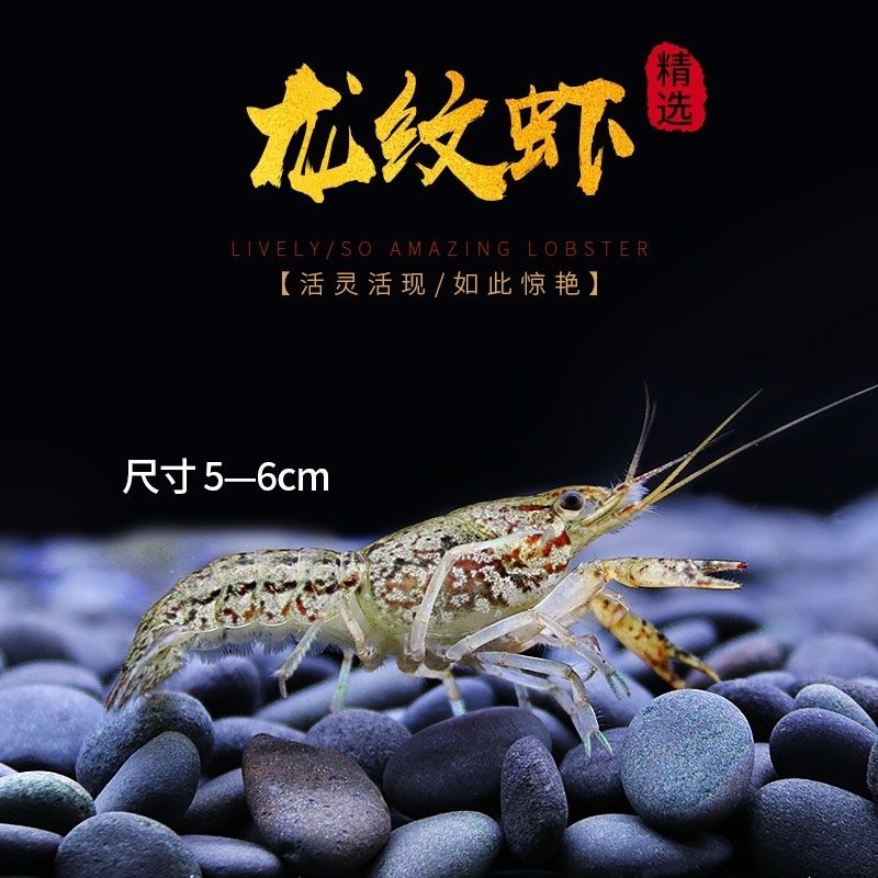 Australian Crayfish, Fresh Ornamental Freshwater Shrimp, Large Ferocious Crayfish, Cold Water Resistant Pet Shrimp, Sky Blue Magic Shrimp
