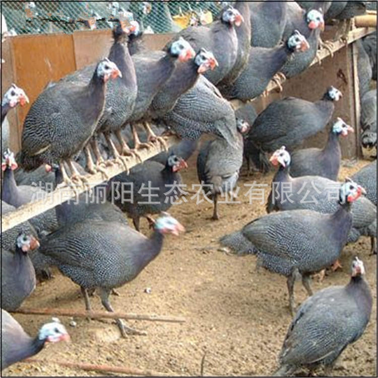 Live Pearl Chicken Chicks for Sale Directly from the Farm, Also Available Are Green-Footed Free-Range Mountain Chickens, Easy to Raise and Hatch