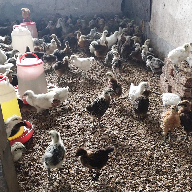 The Hatchery Directly Sells Dew-Warm Green-Shelled Egg Chicken Seedlings, Flower Black Chicken Seedlings, and Green-Footed Native Chicken Seedlings, Three Yellow Native Chicken Seedlings, and Black Chickens