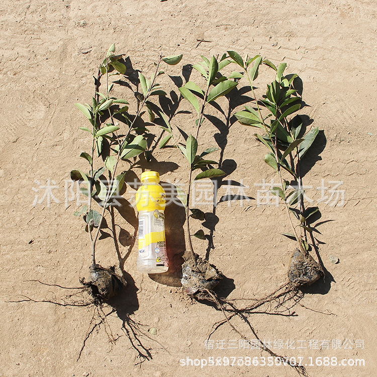 Red Leaf Heather Saplings Courtyard House Greening Seedlings Potted Red Robin Fence Seedlings Landscape Heather Seedlings