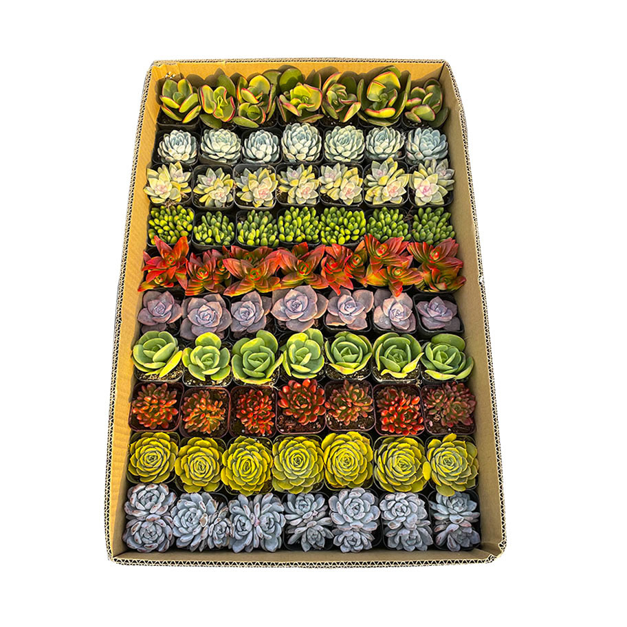 Succulent Base Succulent Plant Wholesale Rainbow Box Stall Succulent Plant Combination Succulent Plant with Pot Free Shipping