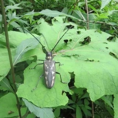 Live Pet Insect Beetle Crawling Small Animal with White Stripes, Easy to Feed on Willow Bark, Non-Toxic and Safe Breeding Box