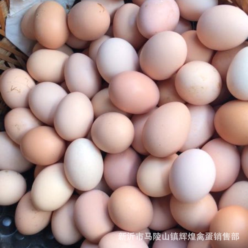 Wholesale Fresh Farm-Raised Free-Range Eggs, Grass Eggs, Stupid Eggs, Powdered Shell Eggs, Fresh Eggs, Wood-Fired Eggs, Cereal Eggs