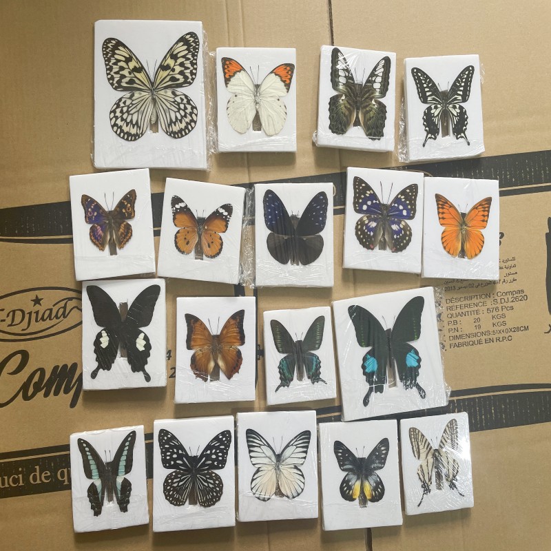 Real butterfly specimen wings green belt Cuifeng butterfly insect kindergarten teaching popular science exhibits handmade photo frame production