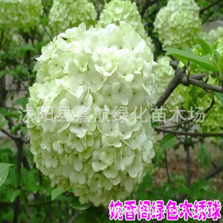 Hydrangea Seeds, Hydrangea Seeds, Sowing and Blooming in All Seasons, Easy-To-Live Potted Courtyard, Endless Summer Hydrangea Seeds