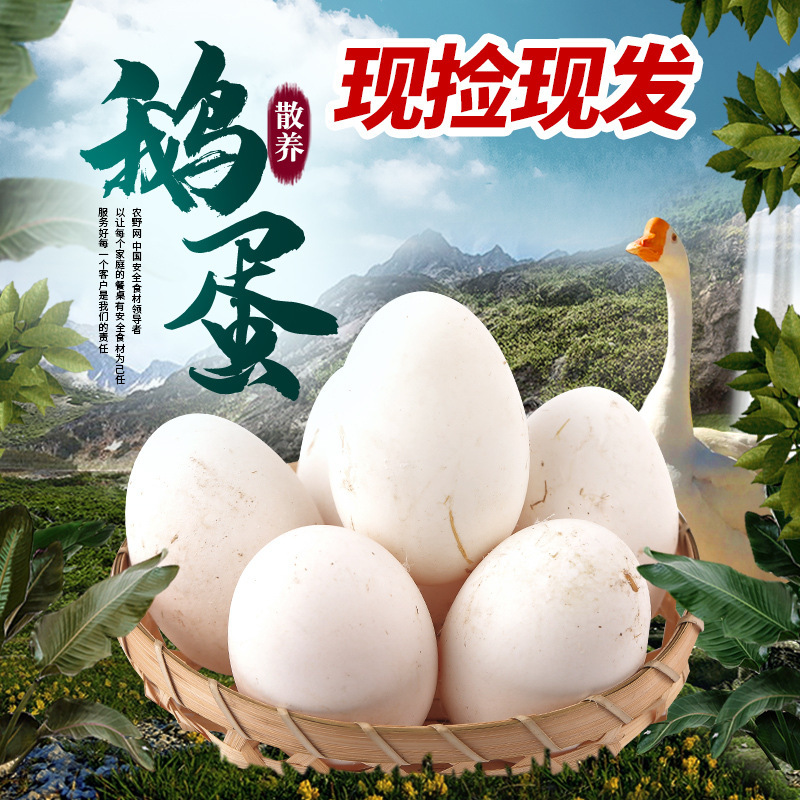 Free-Range Native Goose Eggs, Fresh for Pregnant Women, 12 Farm-Raised Goose Eggs, Freshly Picked and Ready to Eat