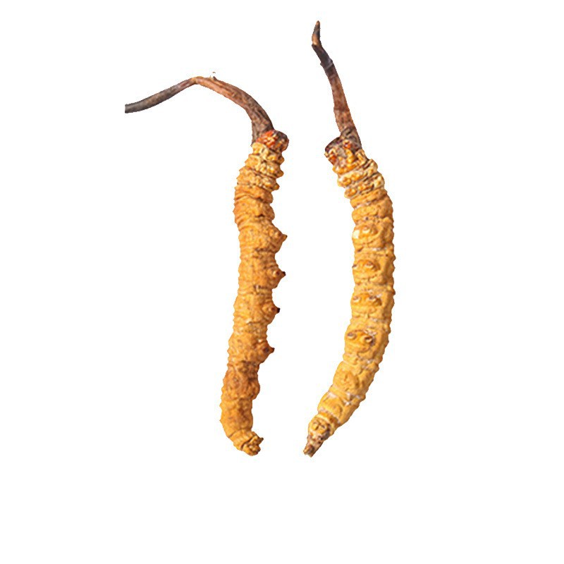 Cordyceps Sinensis Yunnan Guizhou Whole Cordyceps Complete Specifications for Personal Use and Gift Wholesale Traditional Tonic Products in Stock