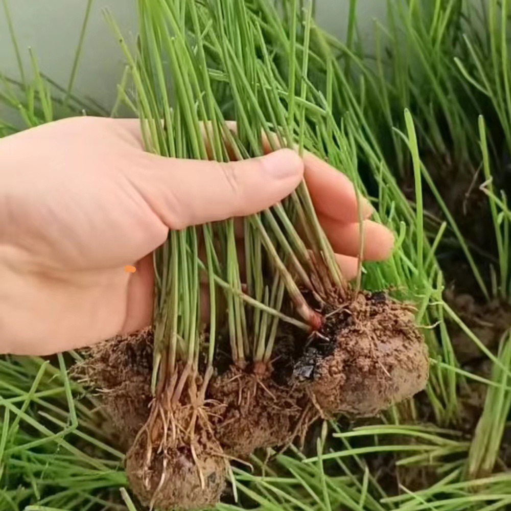 Authentic Lipu Water Chestnut Seedlings, a Specialty of Guilin, Guangxi, Are Crispy, Sweet and Residue-Free