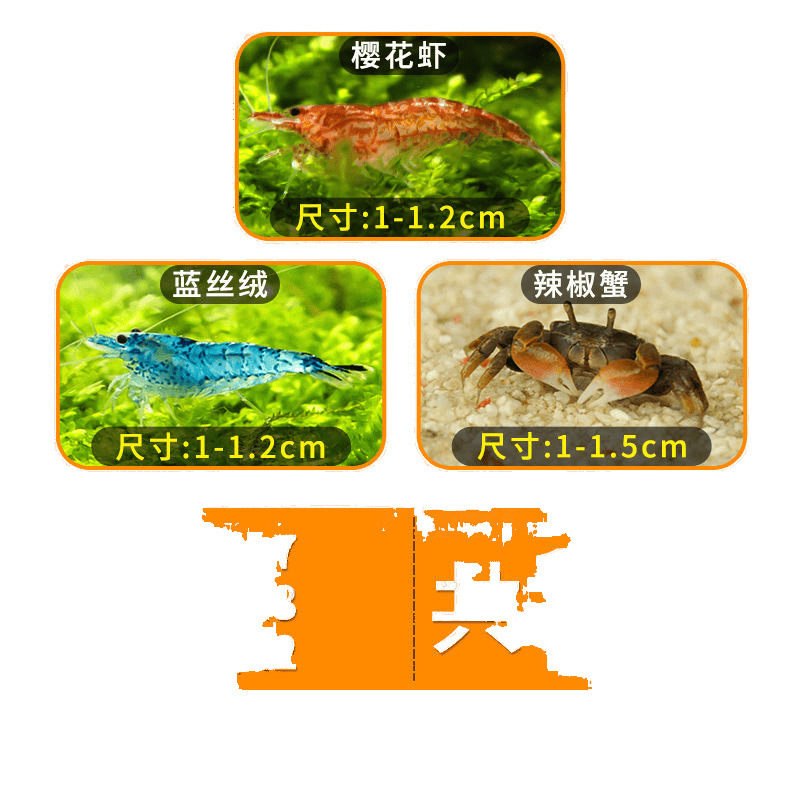 Colorful Ornamental Shrimp Package Freshwater Shrimp Combination Sakura Shangji Bath Cleaning Shrimp Blue Velvet Extremely Popular Shrimp Easy to Raise