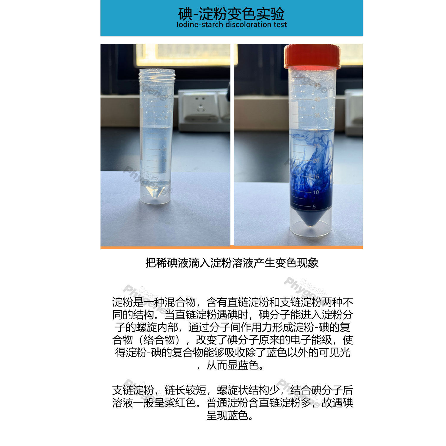 Dilute iodine solution onion epidermal staining experiment iodine solution junior high school student experiment iodine-starch test biological experiment