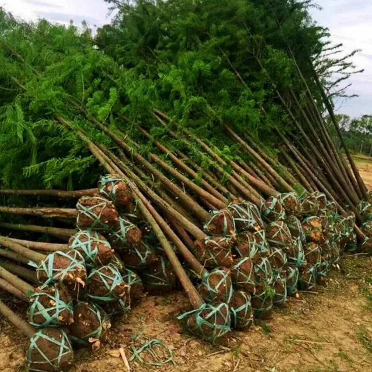 Саженцы метасеквойи, деревья для озеленения, могут быть высажены на юге и севере