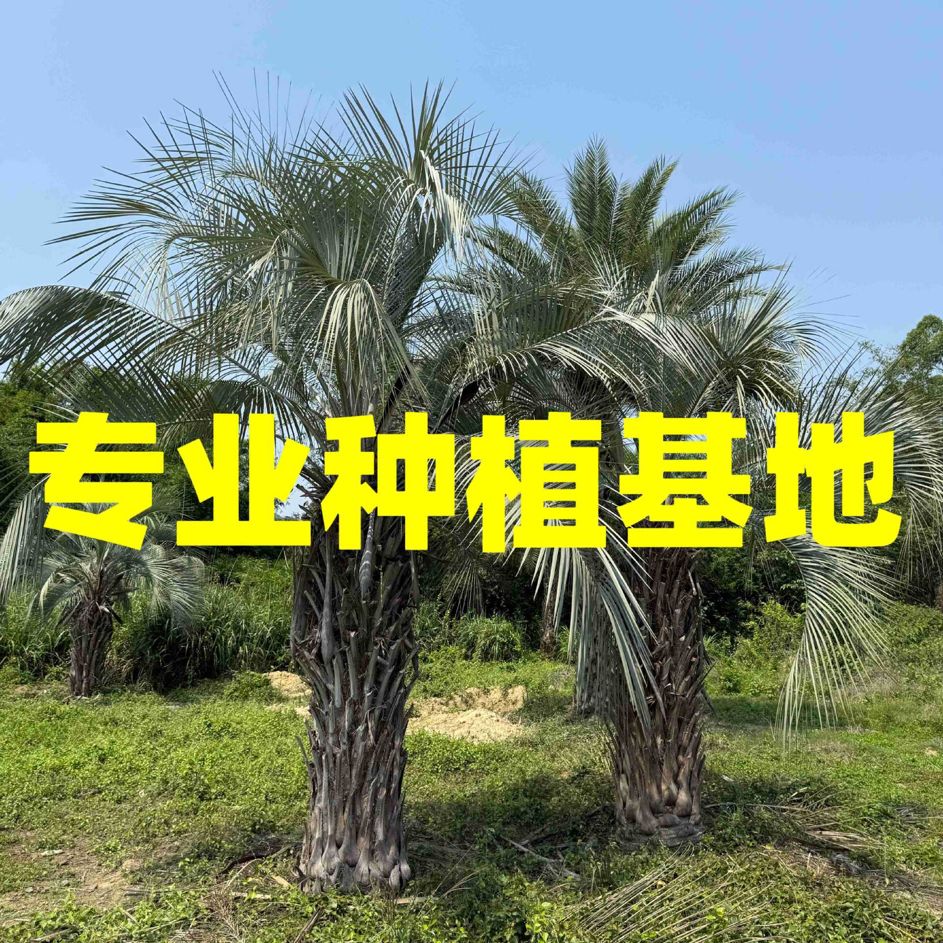 Цена на кокос Буди в Хэнани, Шанхай, Хубэй, поставка Буди, Цзянси, оптовая база кокоса Буди