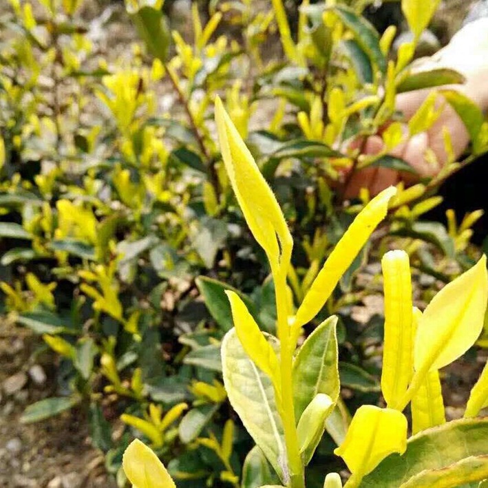 Half jin pack 250g Anji golden tea wholesale Anji White Tea golden Bud Golden Leaf Tea large quantity Congyou