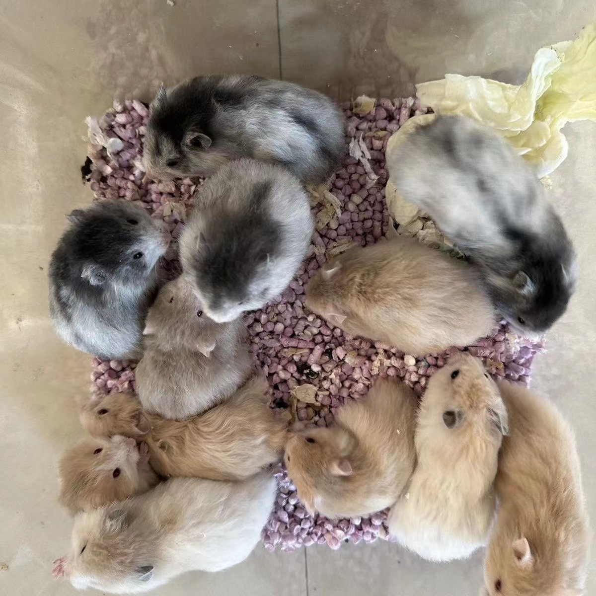 Golden Bear Transport Has Been Vaccinated and Sent to the Cage Dutch Rat Pet Rabbit