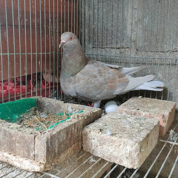Young Breeding Pigeon Meat Pigeon Dove Pigeon Chicks Slate Gray Pigeon Small Pigeon Live Pair of Yuanbao Pigeons