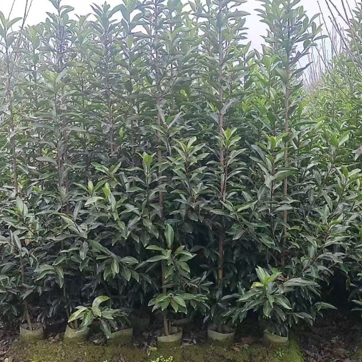 French Holly Tree Coral Tree Saplings Green Hedge Wholesale Courtyard Greening Cold-Resistant