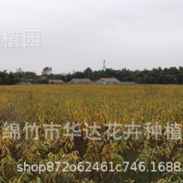 Source Base 60/80/ 100cm Colorful Branches and Flowers Silver Willow Silver Bud Willow