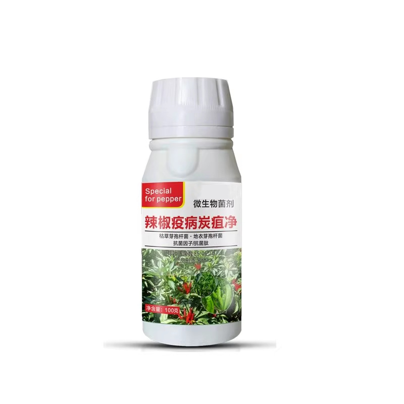 Chili Bacteria Clear Chili Anthracnose Gray Mold Wilt Soft Rot Morning and Evening Blight Chili Microbial Agent
