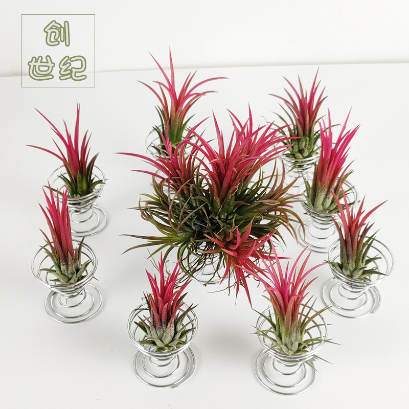 Base Straight Hair Ornamental Air Pineapple Soilless Lazy Plant Florals Indoor Easy to Grow Air Purifying Popular Plant