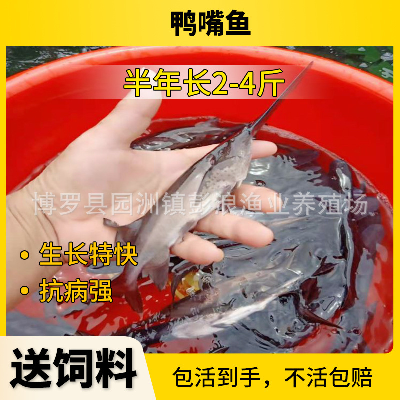 Guangdong Duckbill Fry, Freshwater Duckbill Fry, Key Kiss Fry, Guangdong Freshwater Fish Fry Wholesale